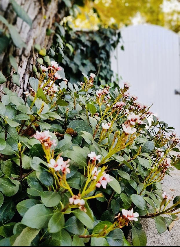 DSI Corporate Home Management