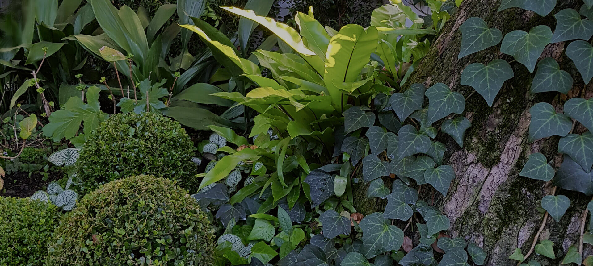 DSI Corporate Home Management